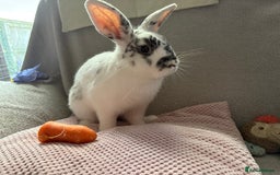 Mixed Breed rabbits for sale: Gorgeous white rabbit - Image 1