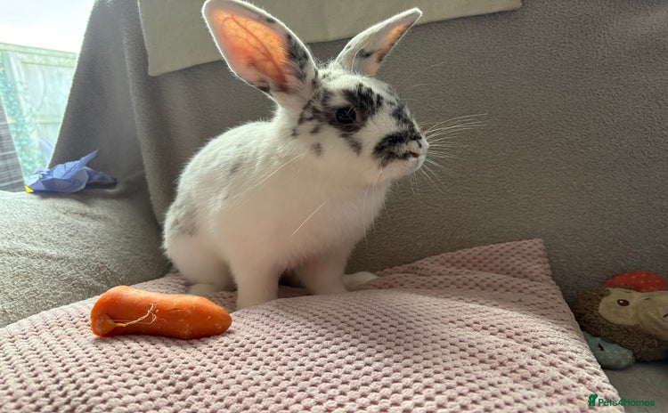 Mixed Breed rabbits - Advert 2