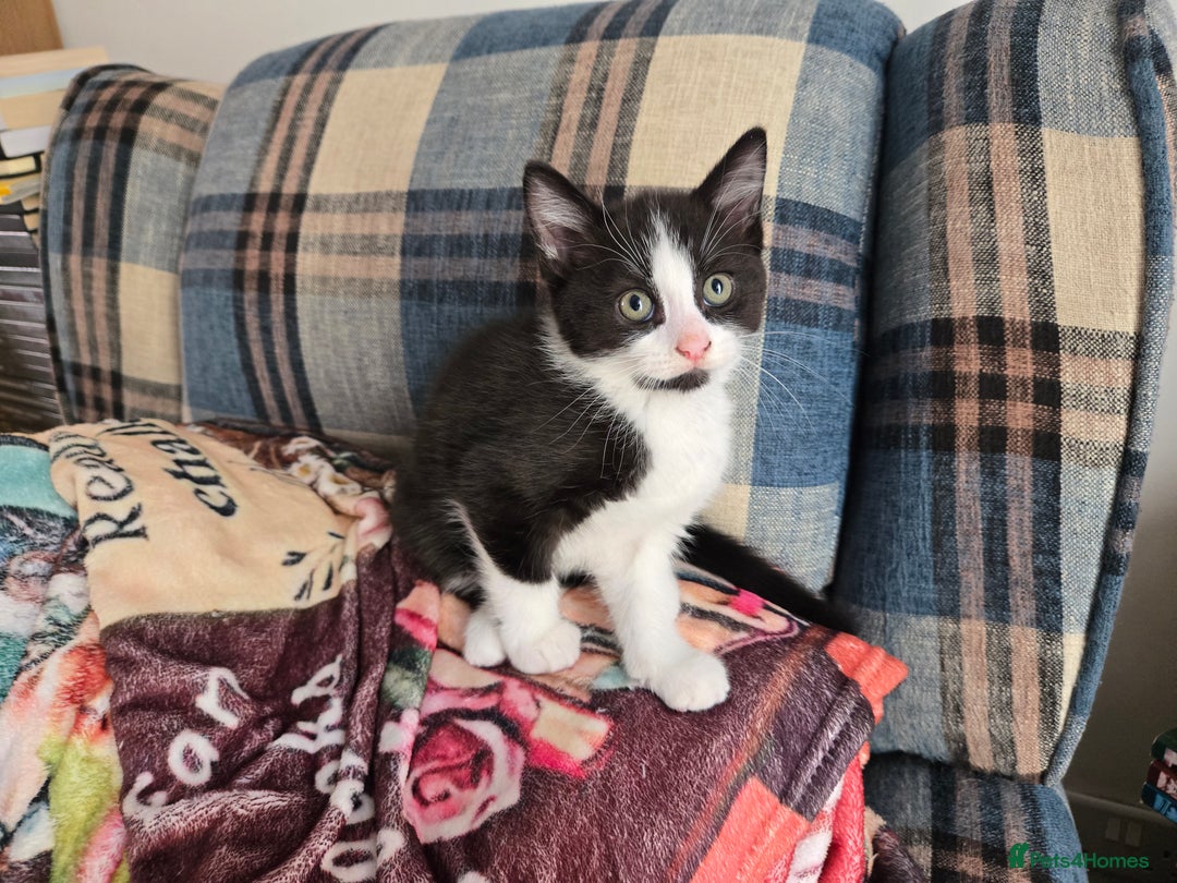 Mixed Breed cats for sale: Need a home - Image 1
