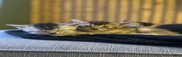 Abyssinian cats for sale: British x Abyssinian Kittens ONLY 2 left !  - Advert 10
