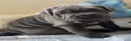 Neapolitan Mastiff dogs for sale: 2 puppies Neapolitan mastiff  - Advert 14