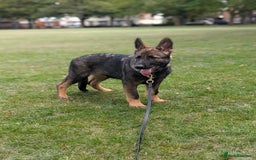 German Shepherd dogs for sale: German Shepherd puppies  in Scunthorpe - Image 4
