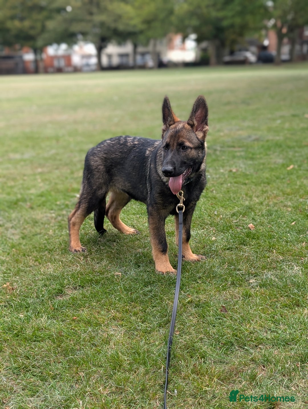 German Shepherd dogs for sale: German Shepherd puppies  in Scunthorpe - Image 4