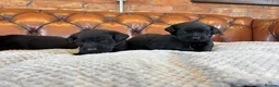 Labrador Retriever dogs for sale: ONE Black Lab Puppy  - Advert 8