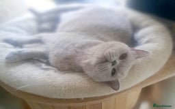 British Shorthair cats for sale: Beautiful Lilac British Shorthair Female - Image 8