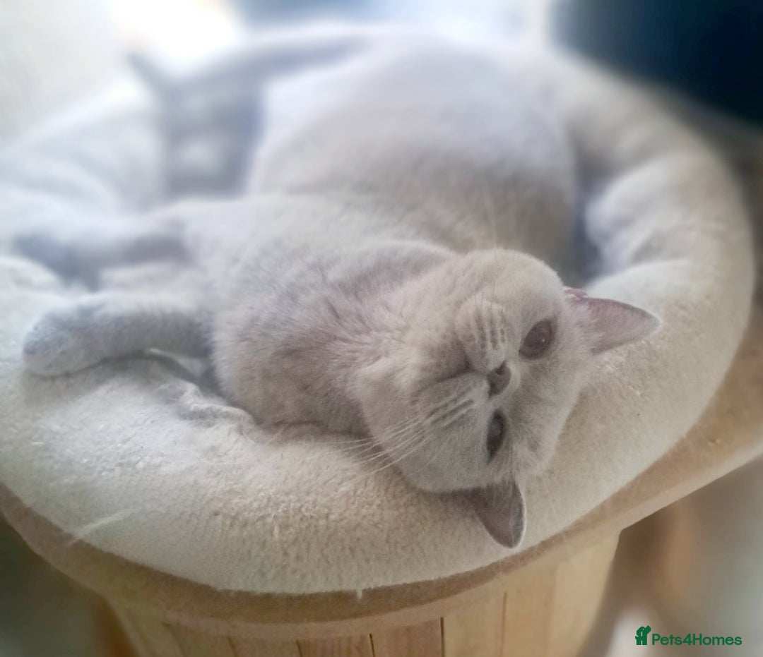 British Shorthair cats for sale: Beautiful Lilac British Shorthair Female - Image 8
