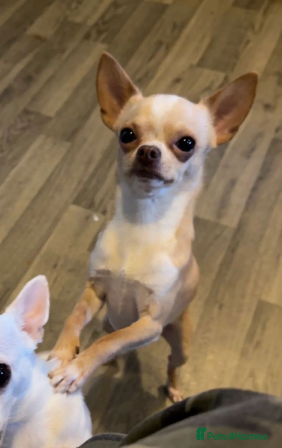 Chihuahua dogs for stud: **PROVEN STUD** ** Chihuahua in Pudsey - Advert 5