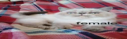 Exotic cats for sale: Blue eyed Colourpoint Persian Exotics  - Advert 8