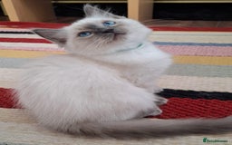 Ragdoll cats for sale: LAST TWO GCCF Ragdolls 1 boy and 1 girl left - Image 11