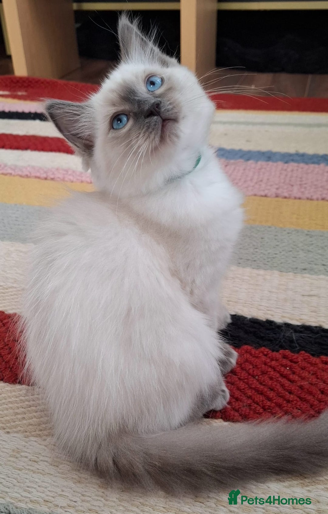 Ragdoll cats for sale: LAST TWO GCCF Ragdolls 1 boy and 1 girl left - Image 11