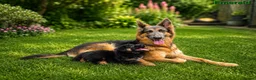 German Shepherd dogs for sale: 2 healthy straight back KC registered male GSP's  - Advert 2