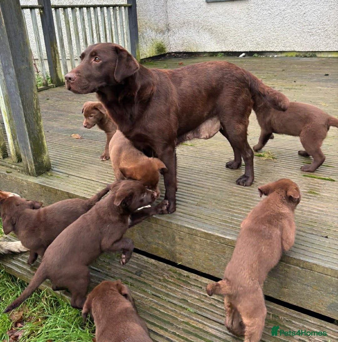 Mixed Breed dogs for sale: Chunky Chocolate Labrador cross Sheepdog - Advert 2