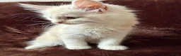 Maine Coon cats for sale: Maine Coon Cross Kittens  - Advert 12