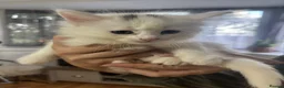 Mixed Breed cats for sale: Mixed breed kittens 8 weeks old  - Advert 8