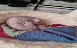 Sphynx cats for sale: Sphynx Cat Looking for a Loving Home - Image 3
