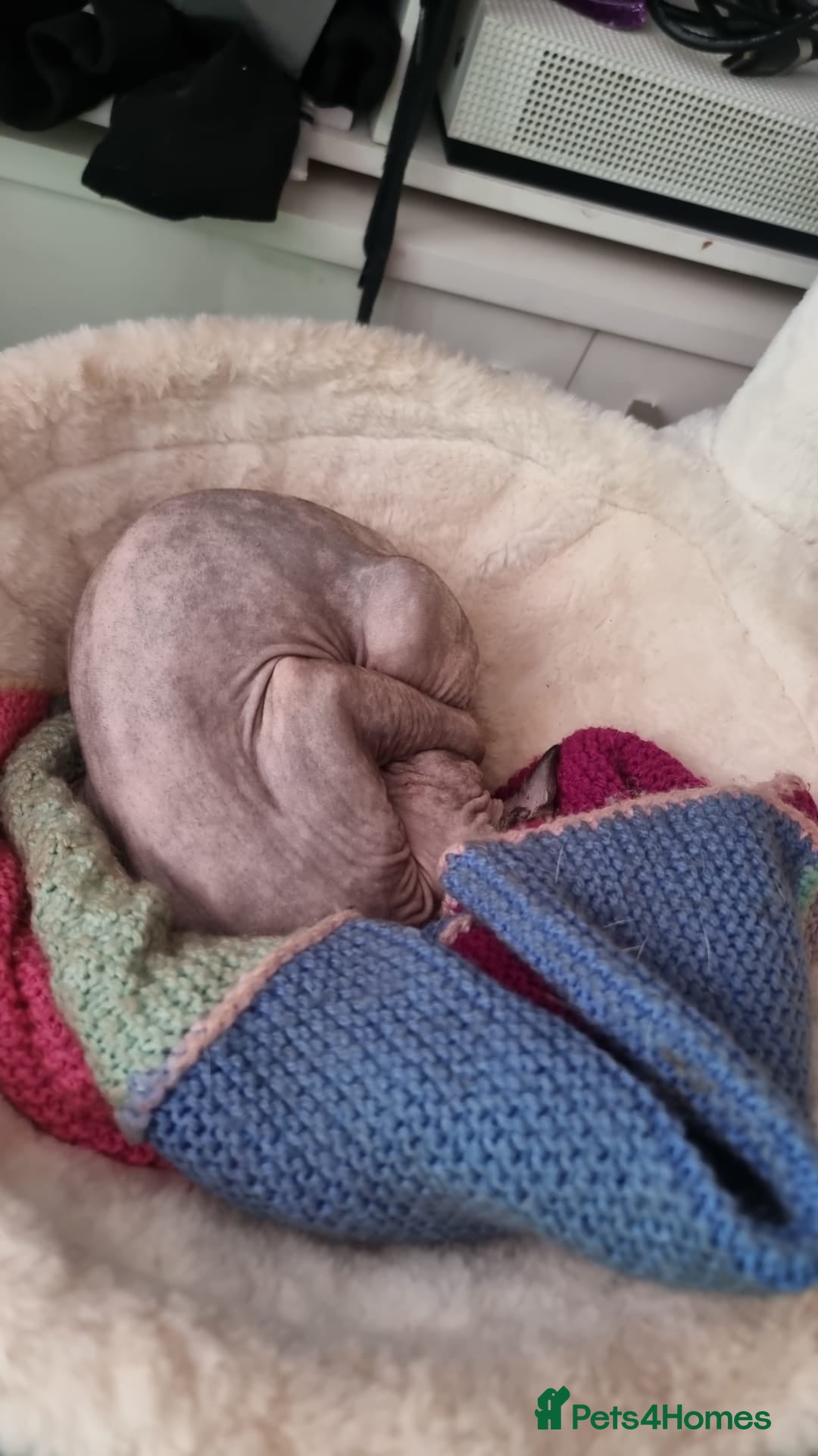 Sphynx cats for sale: Sphynx Cat Looking for a Loving Home - Image 3
