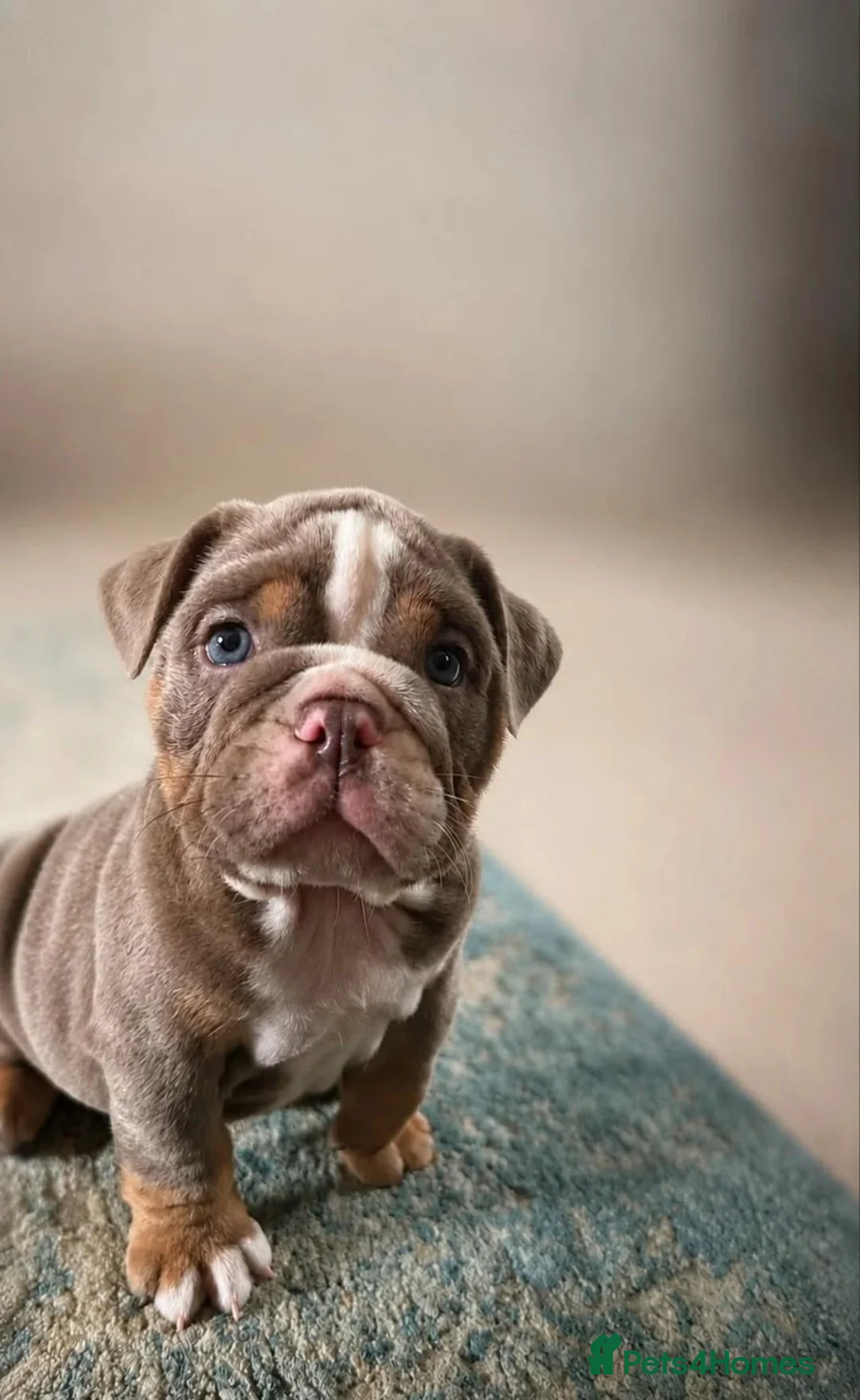 English Bulldog dogs for sale: English Bulldog Puppies Seeking Loving Homes - Advert 7
