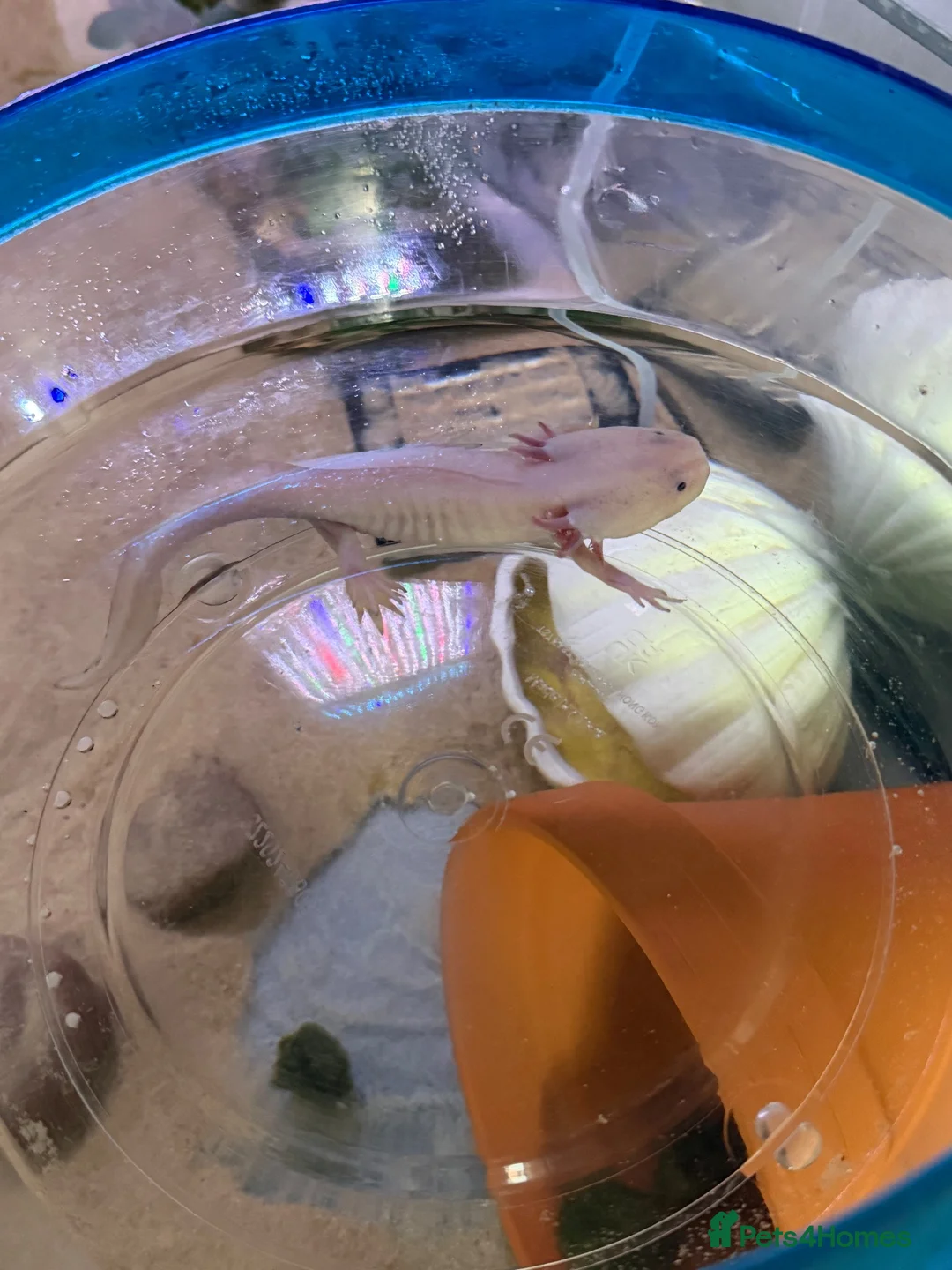 Axolotl reptiles for sale: Axolotl only  in Mansfield - Advert 1