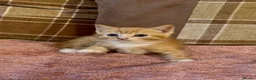 Mixed Breed cats for sale: 3 beautiful male kittens (dad is Persian)  - Advert 23