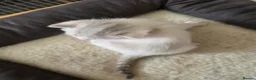 Bengal cats for sale: Beautiful bengal female - Advert 11