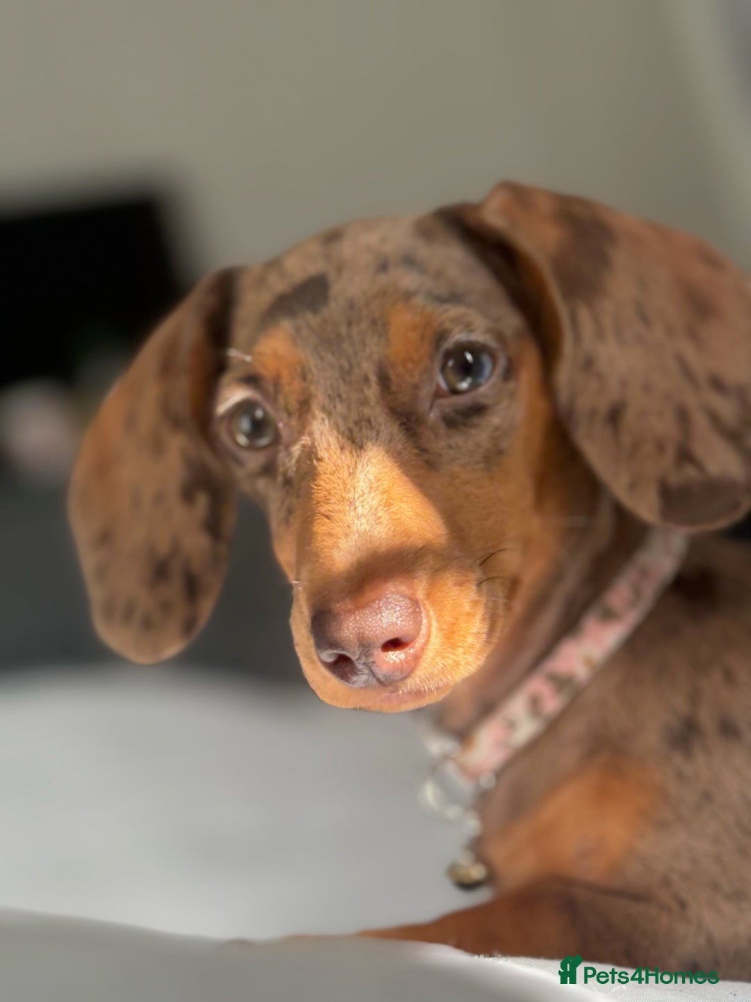Miniature Dachshund dogs for sale: Beautiful Miniature Dachshund Girl – Tilly - Advert 4
