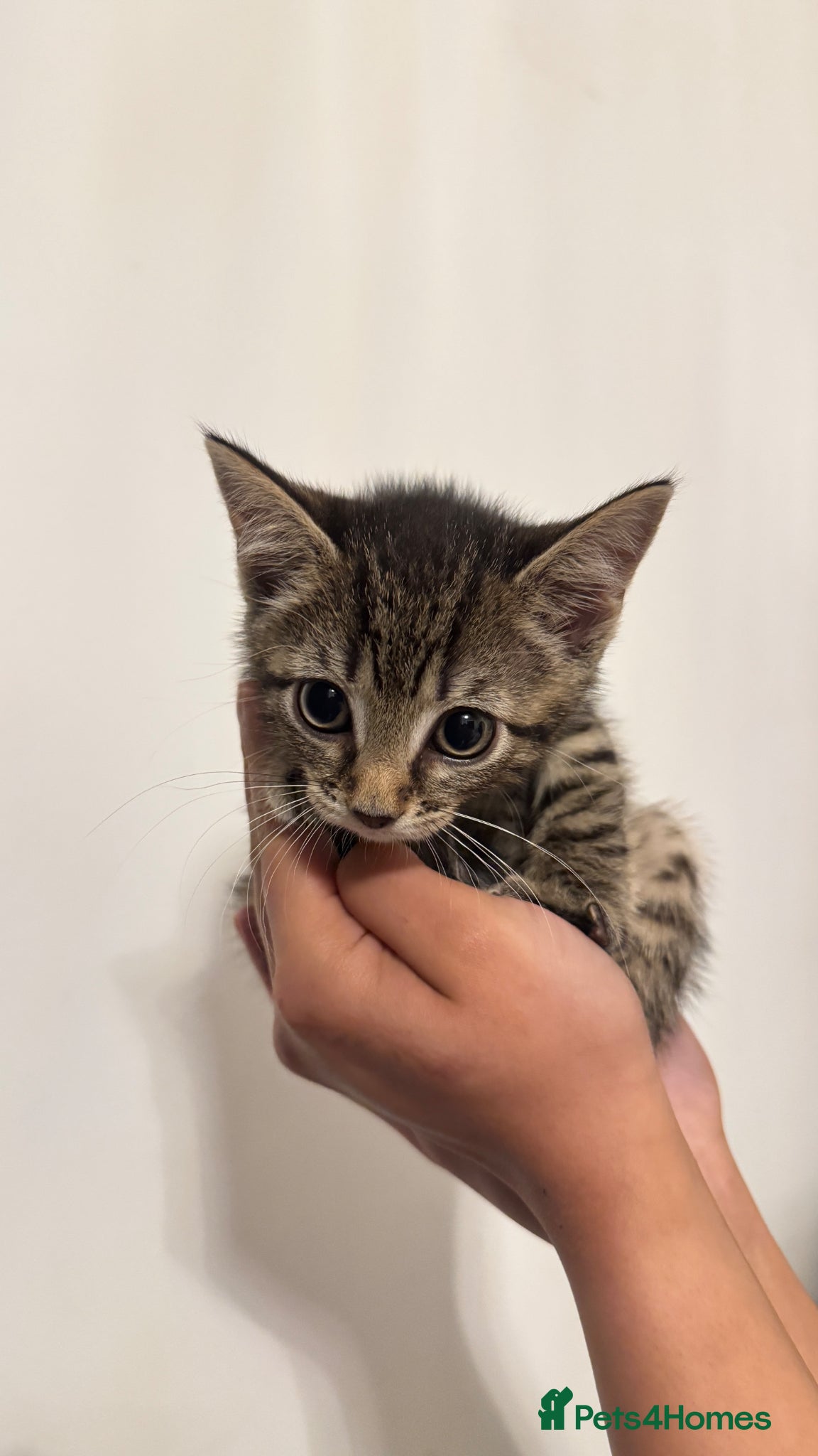 British Shorthair cats for sale: Tabby Kittens in London - Advert 7
