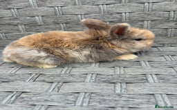 Mini Lop rabbits for sale: 3 beautiful baby rabbits  - Image 5