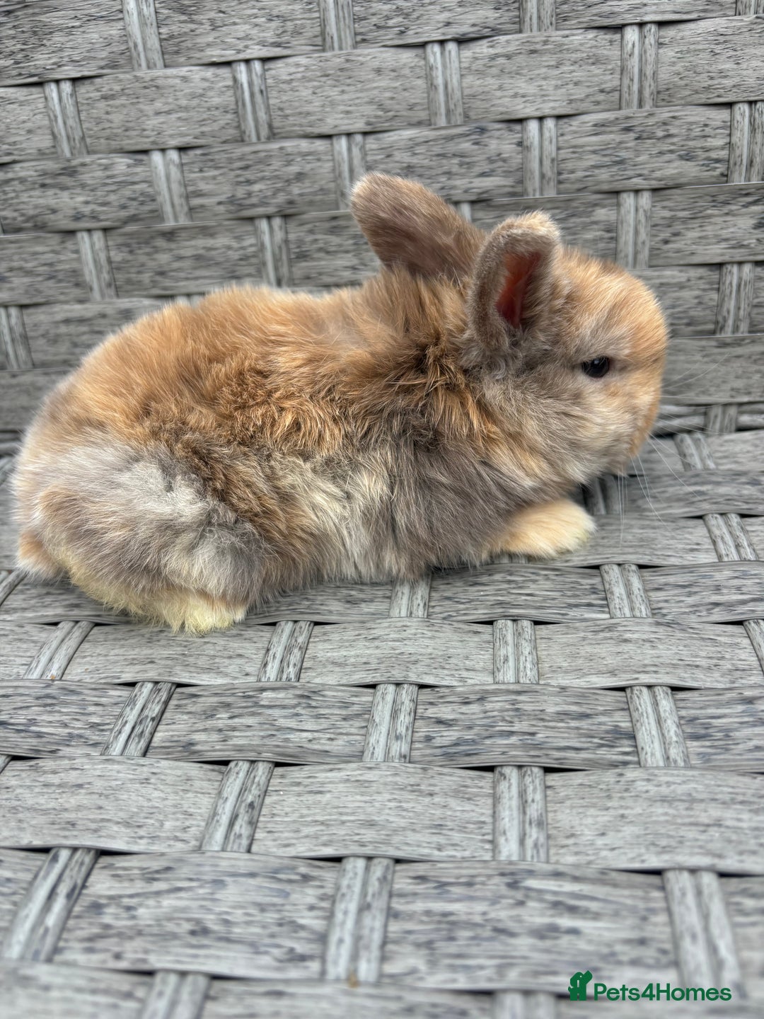 Mini Lop rabbits for sale: 3 beautiful baby rabbits  - Image 5