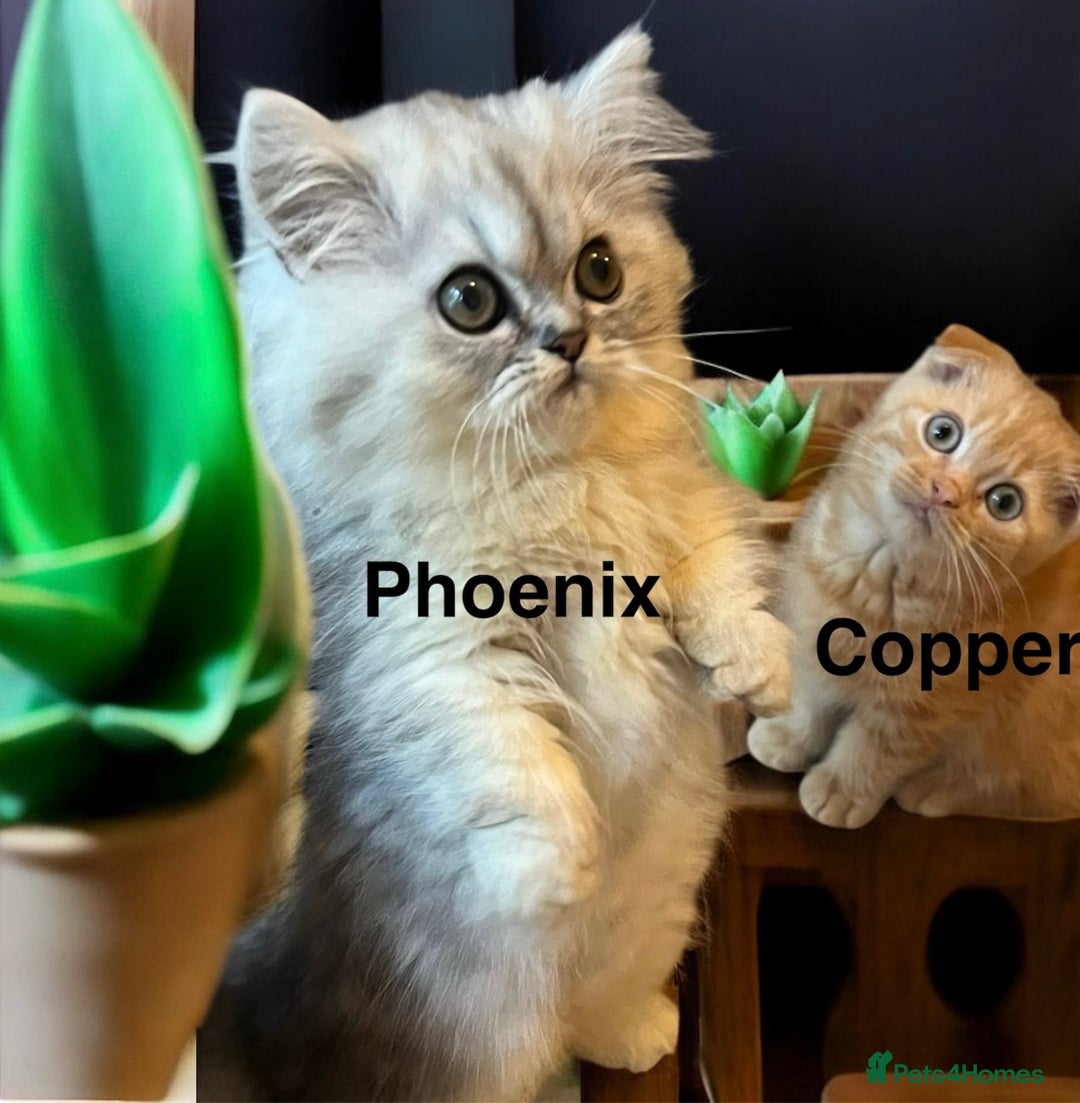Munchkin cats for sale: Exceptional Quality & Extremely Rare Silver Minuet - Image 31