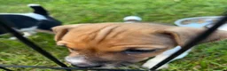 Jack Russell dogs for sale: Jack Russell Pups in York - Advert 4