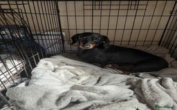Dachshund dogs for sale: 2 dachshund pups - Image 5