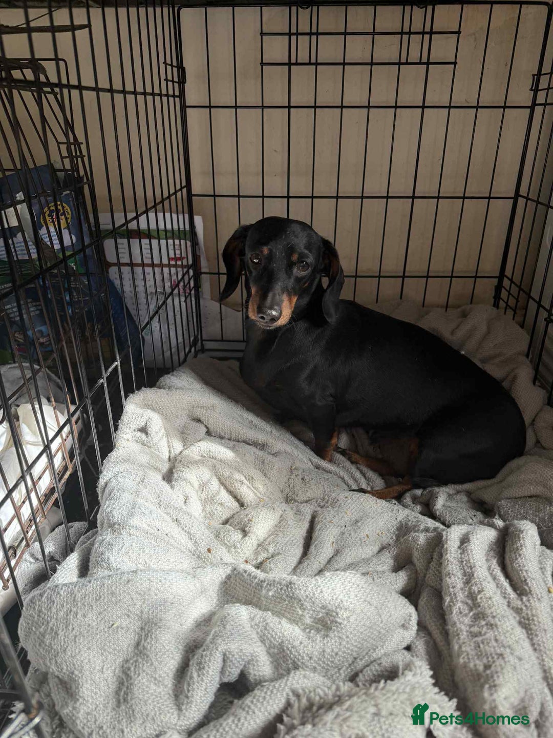Dachshund dogs for sale: 2 dachshund pups - Image 5