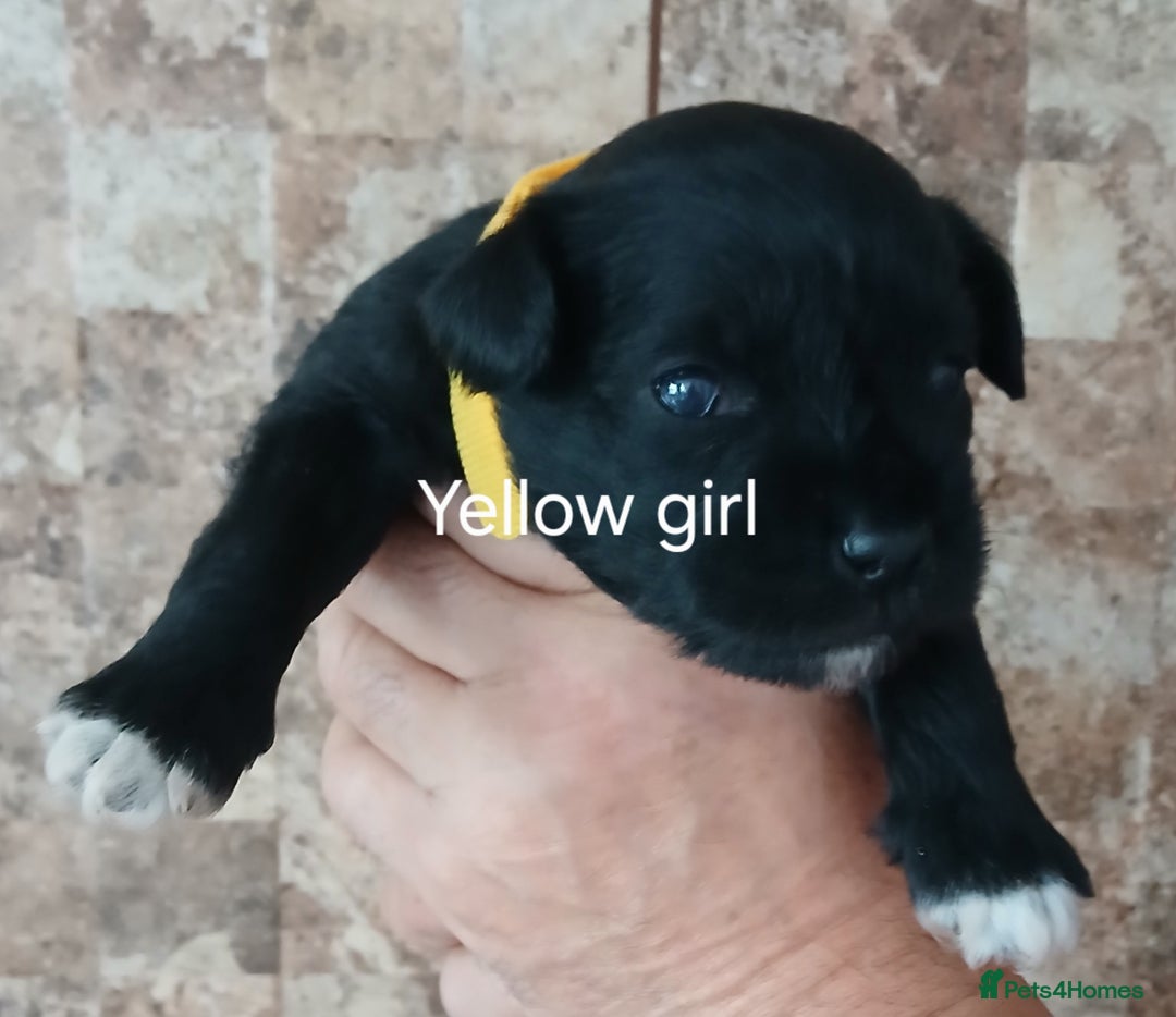 Miniature Schnauzer dogs for sale: Beautiful miniature shnauzers  - Image 11
