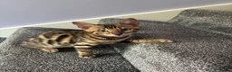 Bengal cats for sale: Gorgeous bengal boy 4 months old in Swindon - Advert 4