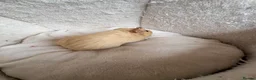 Guinea Pig rodents for sale: Beautiful and friendly guinea pig babies  - Advert 24