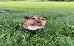 American Bulldog dogs for sale: Pocket bully female  - Image 5