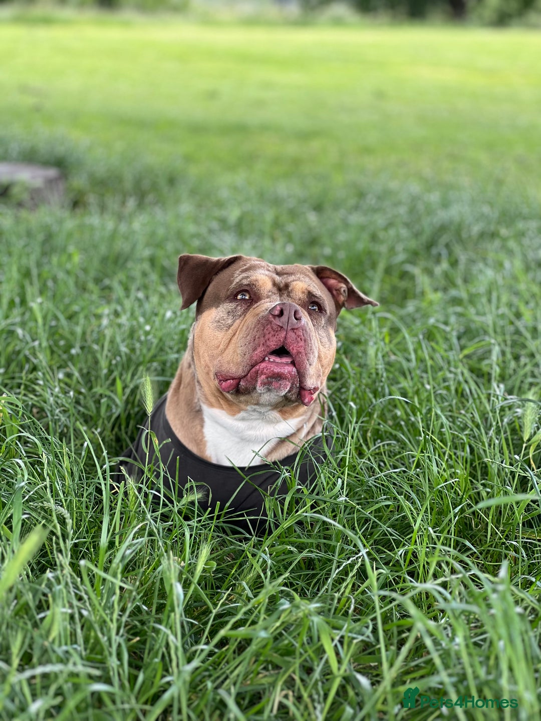 American Bulldog dogs for sale: Pocket bully female  - Image 5