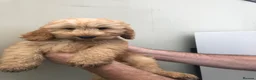 Cockapoo dogs for sale: Puppies are now sold  - Advert 16
