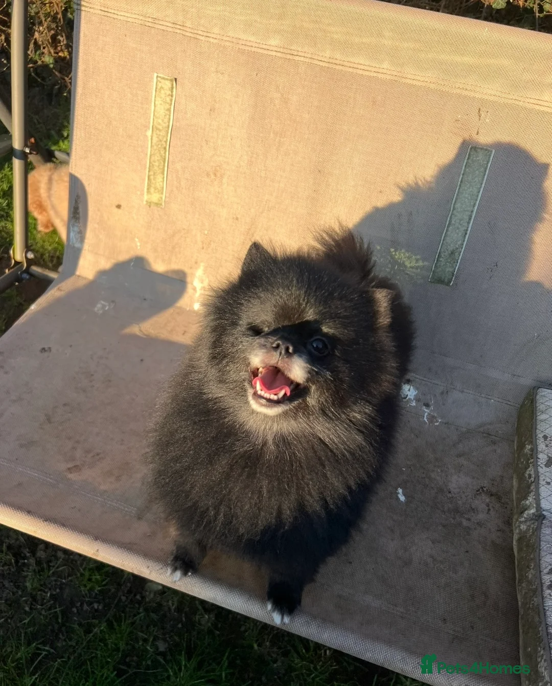 Pomeranian dogs for sale: Adult pomeranian - Advert 2