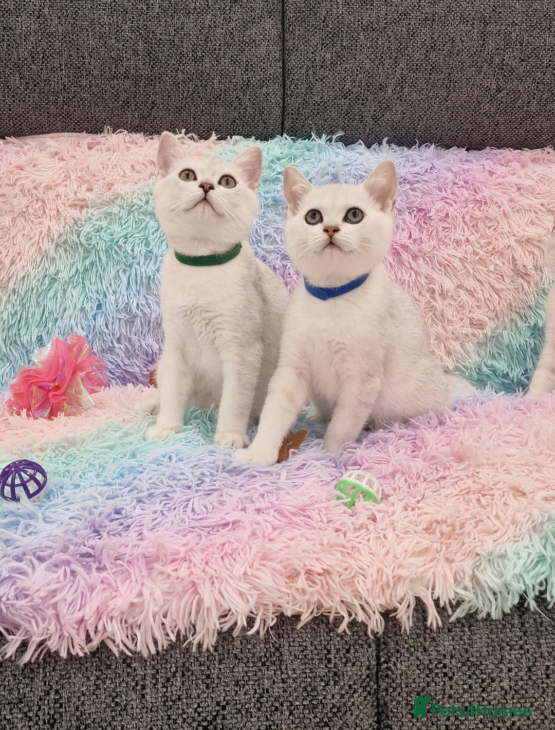 British Shorthair cats for sale: British Shorthair Silver Chinchilla  - Image 18