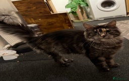Maine Coon cats for sale: MainCoon For Sale - Image 11
