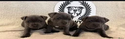 Staffordshire Bull Terrier dogs for sale: %Bloodline Staffordshire Bull Terrier Pups in Rugby - Advert 18