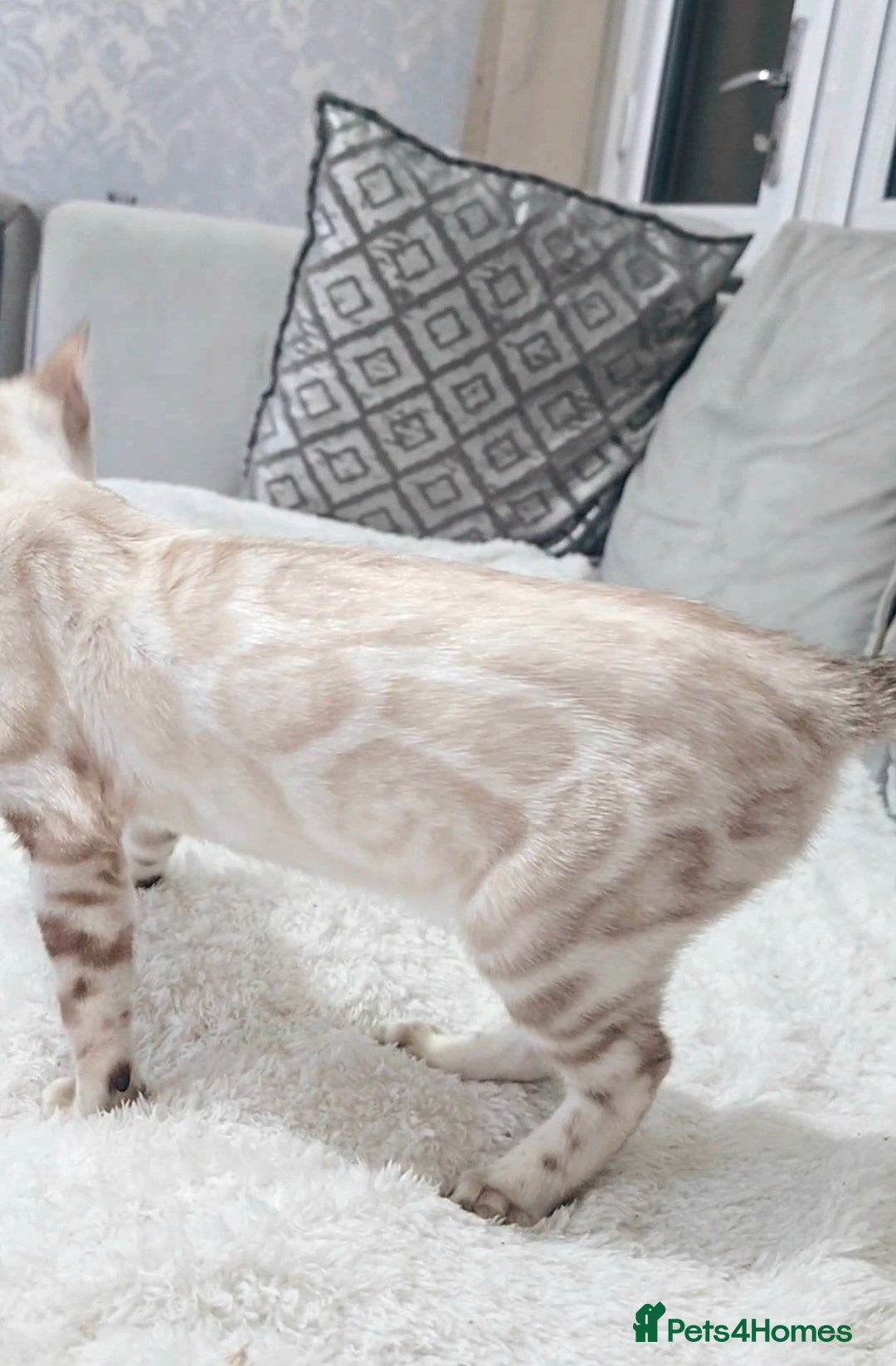 Bengal cats for sale: 6th Gen Pedigree clouded glitter snow Bengal girl - Advert 1