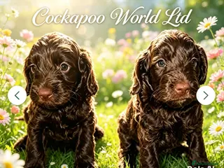 Cockapoo dogs DNA CLEAR, Stunning Cockapoos Ready 5th September - Advert 6