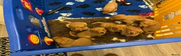 Labrador Retriever dogs for sale: STUNNING FOX RED PUPPIES - Advert 9