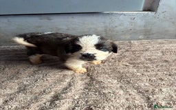 Saint Bernard dogs for sale: Saint Bernard  - Image 2
