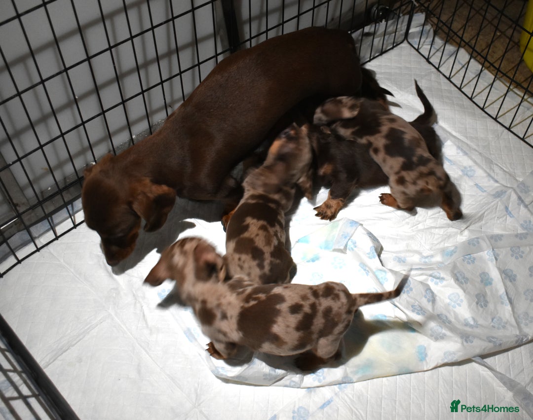 Dachshund dogs for sale: true miniature dachshund puppies ready now  - Image 22