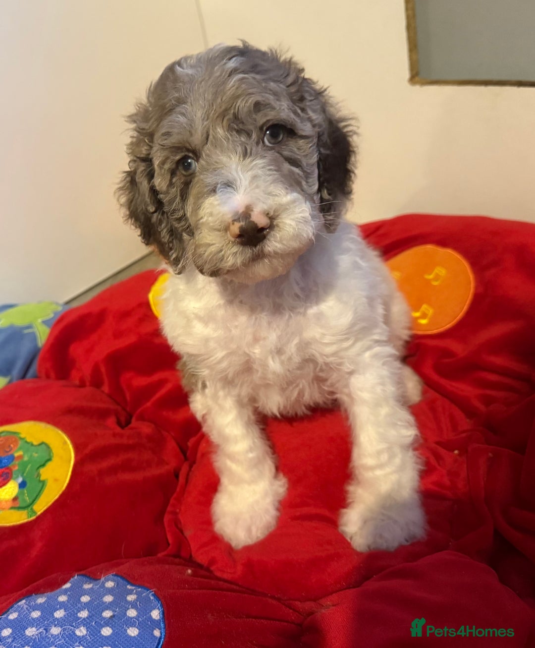 Labradoodle dogs for sale: Therapy breeder 5th gen miniature F1bbbb - Image 40