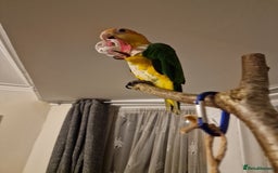 Parrots birds for sale: 11 month old male caique  - Image 2