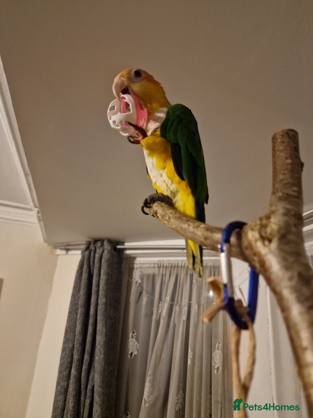 Parrots birds for sale: 11 month old male caique  - Image 2